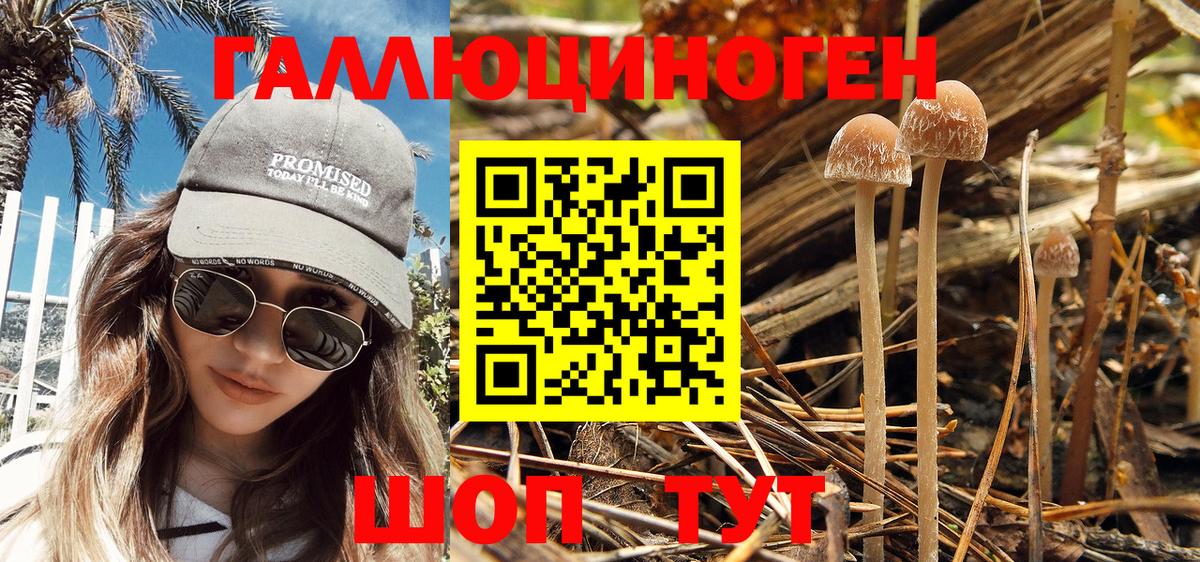 Камень-на-Оби  Галлюциногенные грибы Magic Shrooms  Вход с VPN  цены   Псилоцибиновые грибы мицелий 